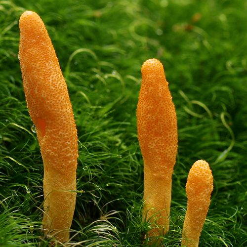 thao-duoc-teresa-herbs-dong-trung-ha-thao-5