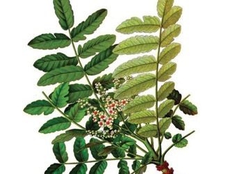 thao-duoc-teresa-herbs-cay-nhu-huong-an-do