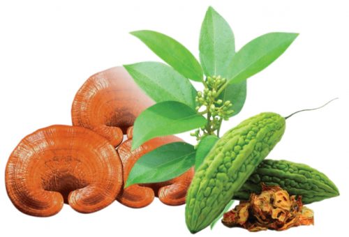 thao-duoc-teresa-herbs-day-thia-canh-trai-kho-qua