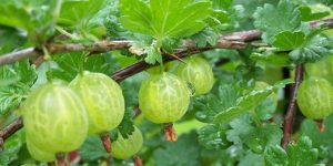 thao-duoc-teresa-herbs-qua-ly-gai