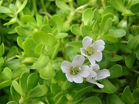 thao-duoc-teresa-herbs-rau-dang-bien