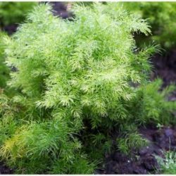 thao-duoc-teresa-herbs-thien-mon-chum