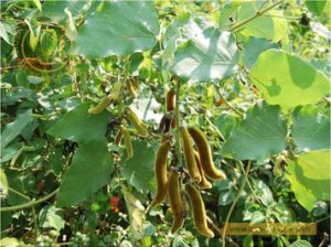 thao-duoc-teresa-herbs-dau-meo-rung