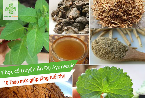 Thảo mộc giúp tăng tuổi thọ hàng đầu trong nền y học cổ truyền Ấn Độ Ayurvedic