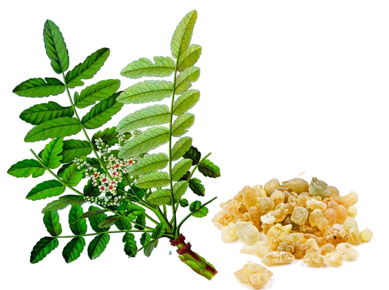 12 Lợi ích tuyệt vời của cây Nhũ Hương Ấn Độ (Boswellia Serrata)