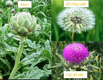 thao-duoc-teresa-herbs-phong-ngua-ung-thu-gan