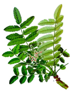 cây nhũ hương