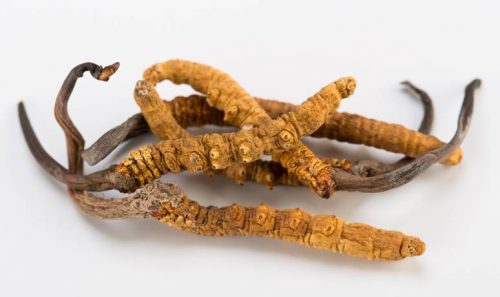 thao-duoc-teresa-herbs-dong-trung-ha-thao