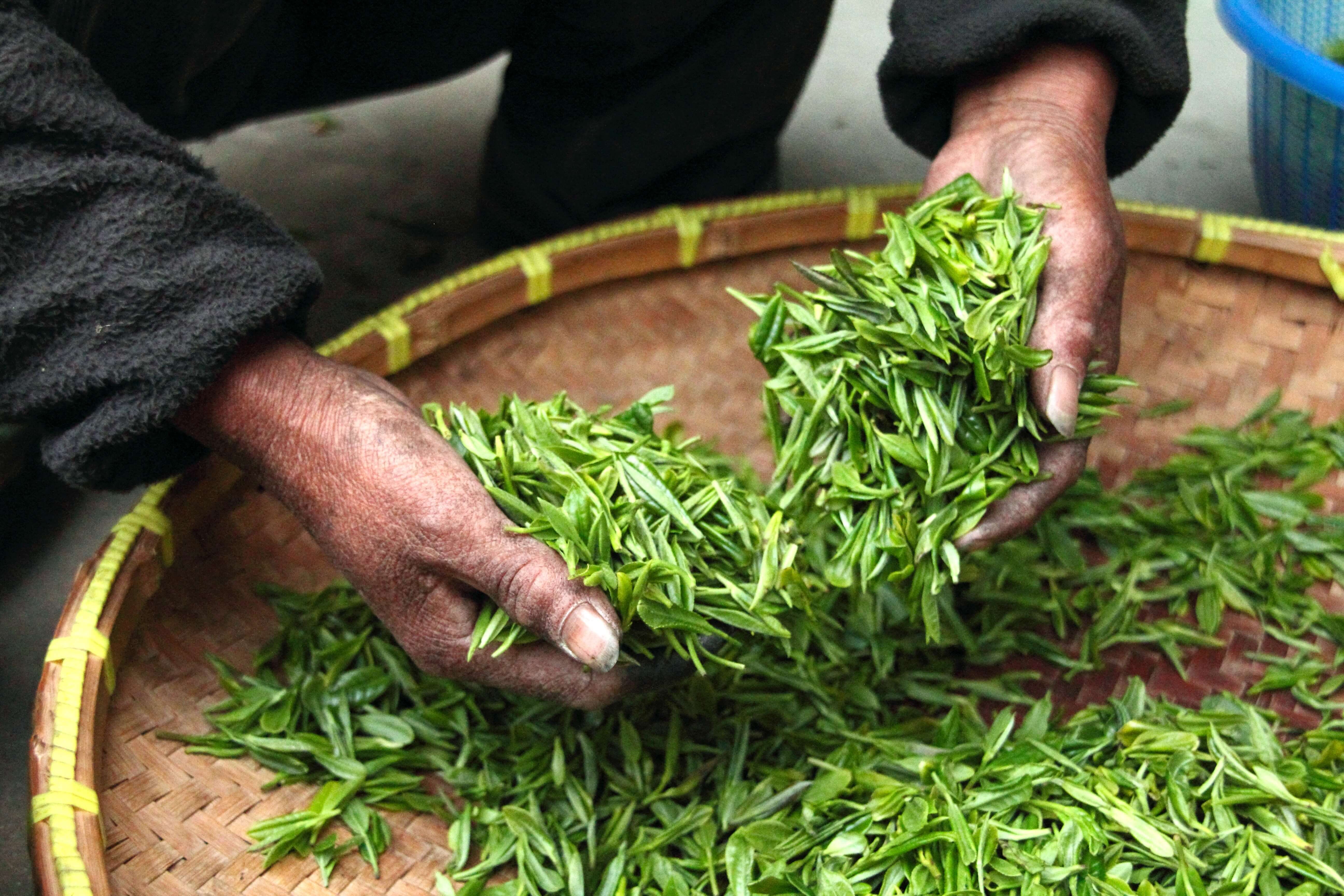 thao-duoc-teresa-herbs-tra-xanh