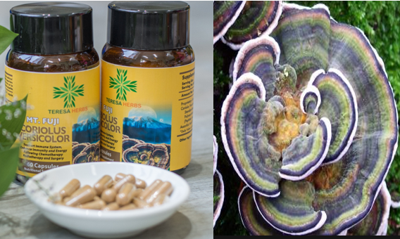 thao-duoc-teresa-herbs-nam-van-chi-trong-dieu-tri-benh-viem-xoang