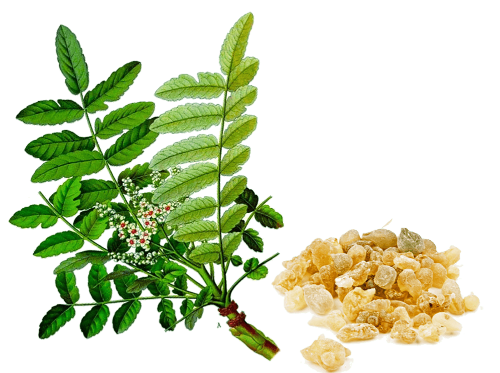 nhũ hương ấn độ trị viêm khớp