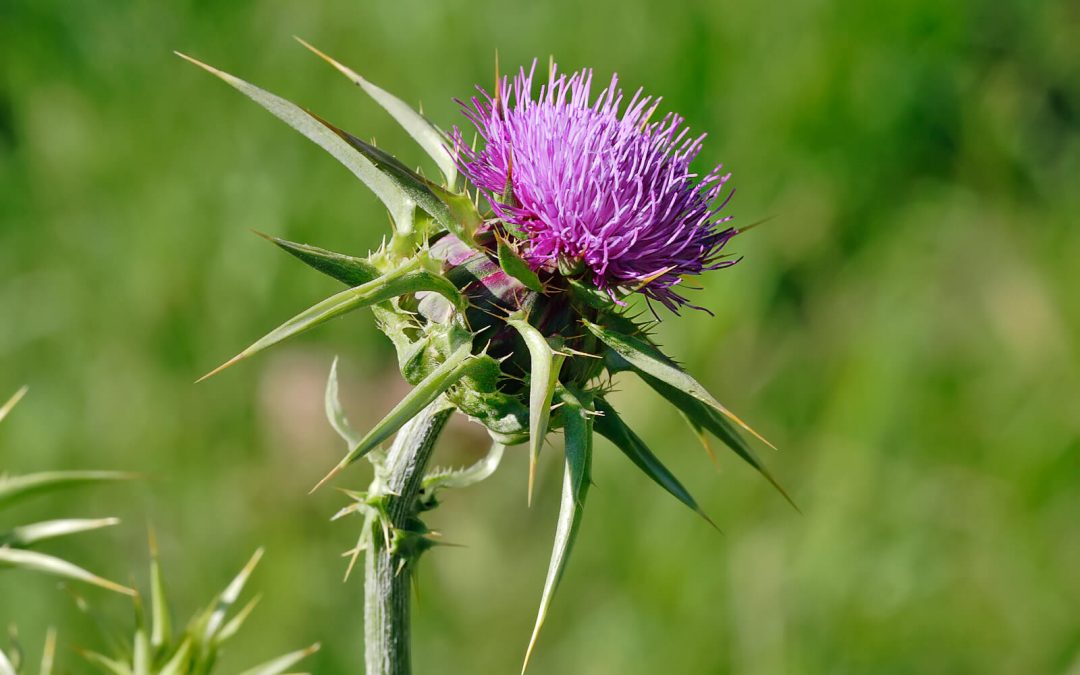 Cây kế sữa ( Silybum marianum) – 7 tác dụng ấn tượng đối với sức khỏe