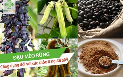 đậu mèo rừng công dụng ít ai biết