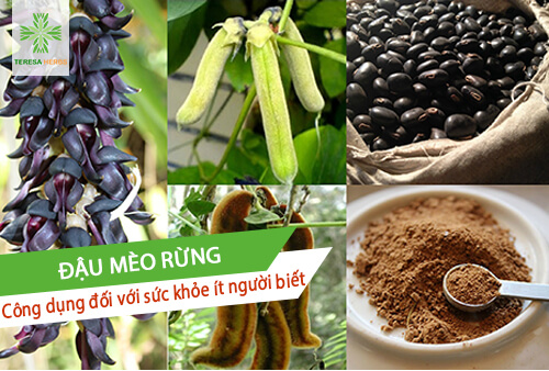 Đậu mèo rừng (Mucuna pruriens): Những công dụng trong điều trị bệnh ít ai biết