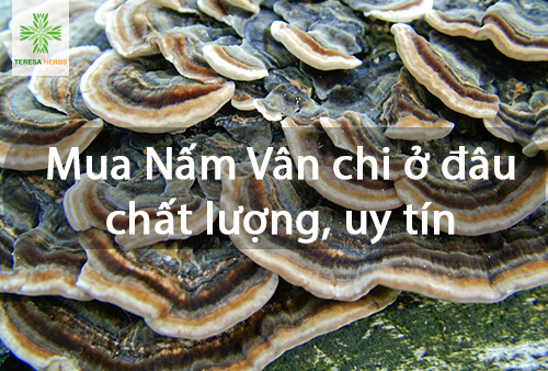 (Tiếng Việt) Mua nấm vân chi ở đâu chất lượng, uy tín?