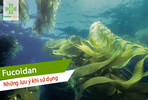 Những lưu ý khi sử dụng Fucoidan