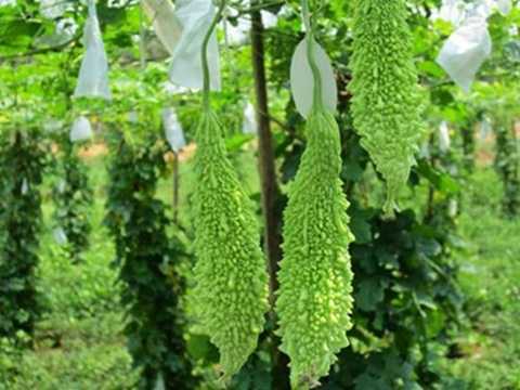 Công dụng mướp đắng trong hỗ trợ tiểu đường