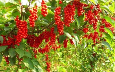 Tác dụng Ngũ vị tử trong điều trị bệnh gan