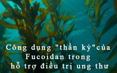 cong-dung-fucoidan-trong-ho-tro-dieu-tri-ung-thu 2