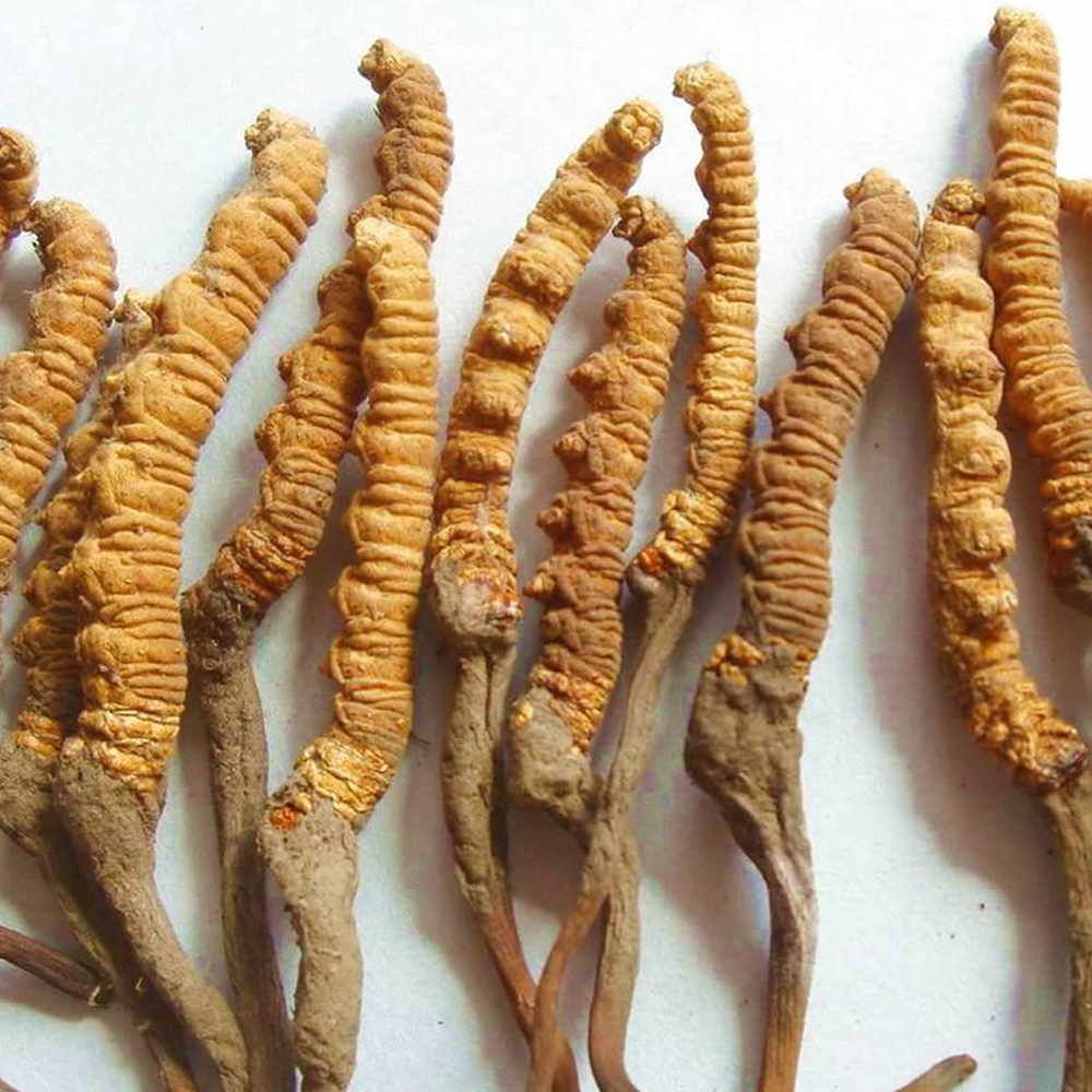 3 Lợi ích của Đông trùng hạ thảo đối với các bệnh tim mạch 10 cay-dong-trung-ha-thao