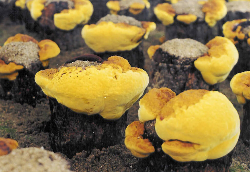 nam-thuong-hoang-phellinus-linteus