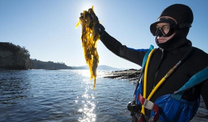 thu-hoach-rong-bien-wakame