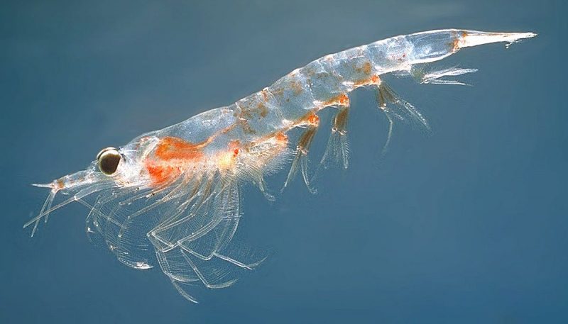 Công dụng chữa bệnh của dầu nhuyễn thể (Dầu tôm đỏ) – Krill Oil