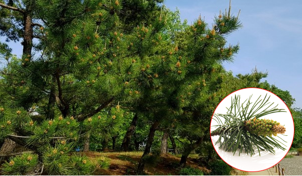 tinh-dau-thong-do-thao-duoc-teresa-herbs
