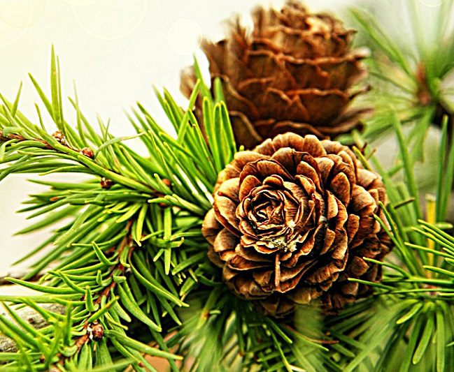 tinh-dau-thong-do-thao-duoc-teresa-herbs