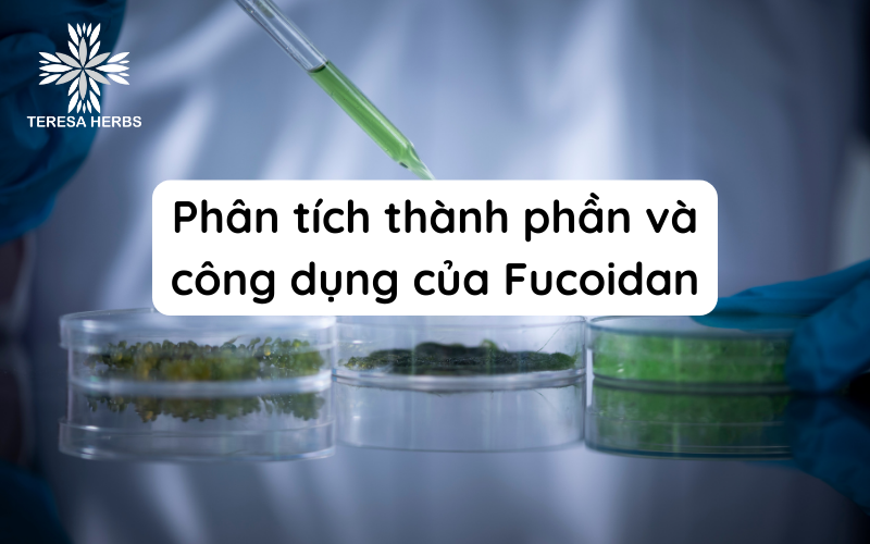 Fucoidan: Phân tích thành phần và công dụng của nó