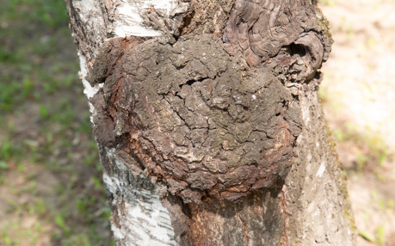 Nấm chaga mọc trên thân gỗ