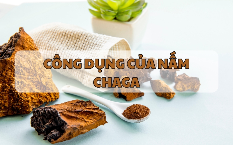 NẤM CHAGA CÓ CÔNG DỤNG GÌ?