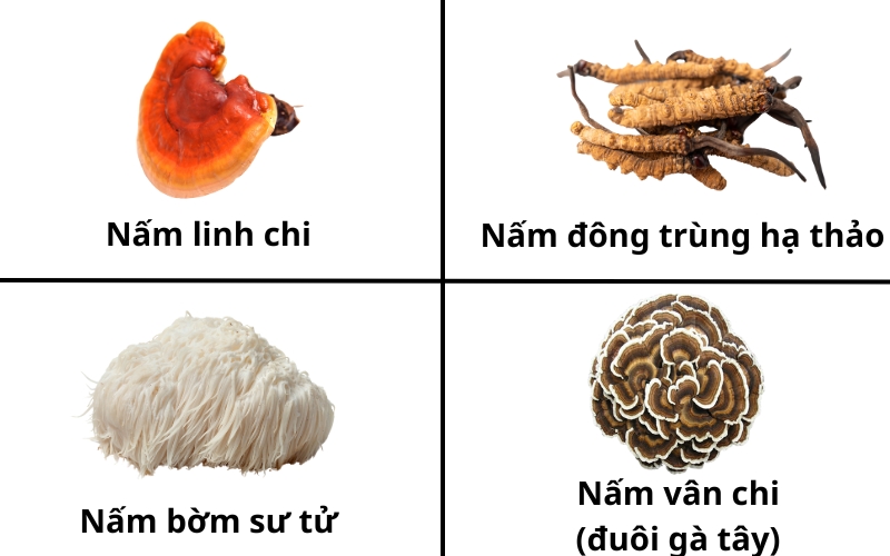 Có nhiều loại nấm dược liệu khác cũng có công dụng như nấm chaga