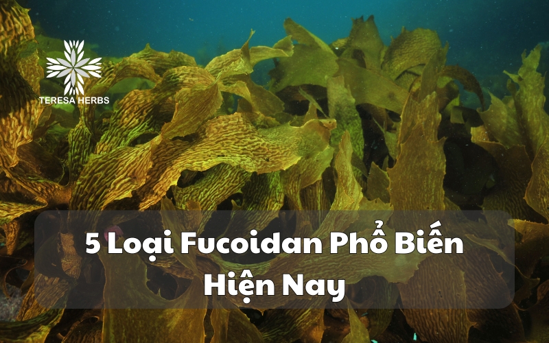 (Tiếng Việt) 5 Loại Fucoidan Phổ Biến