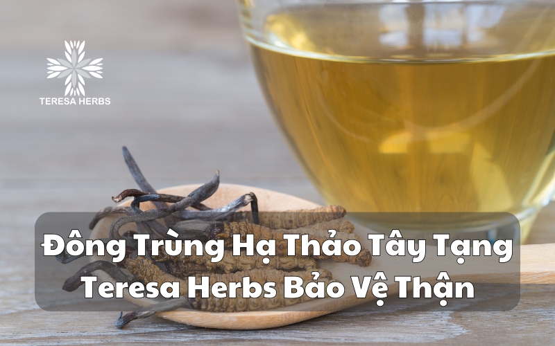 (Tiếng Việt) Đông Trùng Hạ Thảo Tây Tạng Teresa Herbs: Bảo Vệ Thận, Nâng Cao Sức Khỏe Toàn Diện