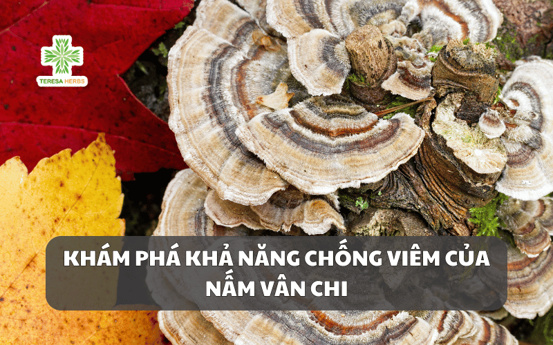 Khám Phá Khả Năng Chống Viêm của Nấm Vân Chi