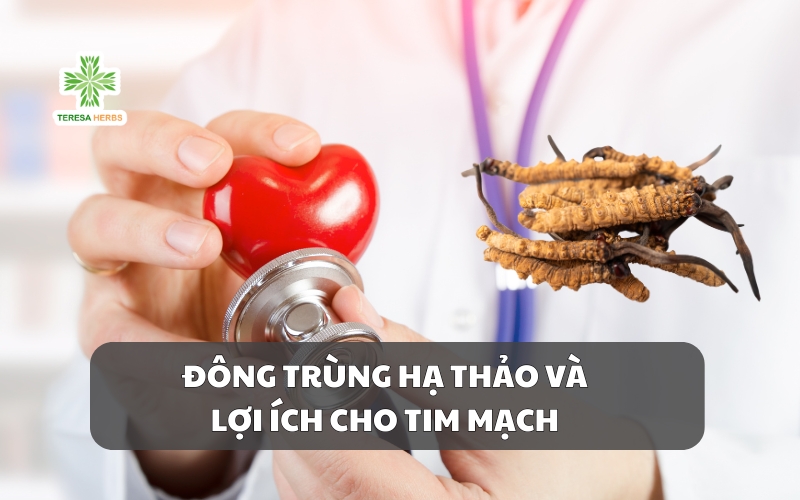 (Tiếng Việt) 4 LỢI ÍCH CỦA ĐÔNG TRÙNG HẠ THẢO VỚI TIM MẠCH