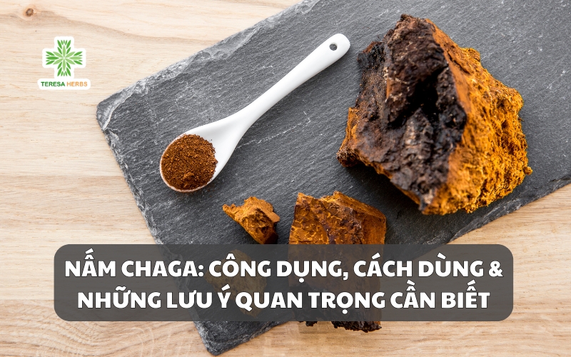 Nấm Chaga: Công Dụng, Cách Dùng & Những Lưu Ý Cần Biết